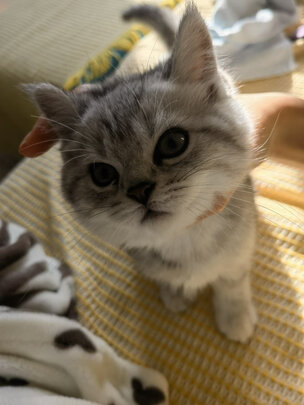 猫粮罐头