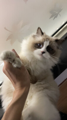 猫粮