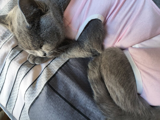 猫咪手术服
