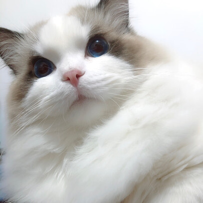 猫笼