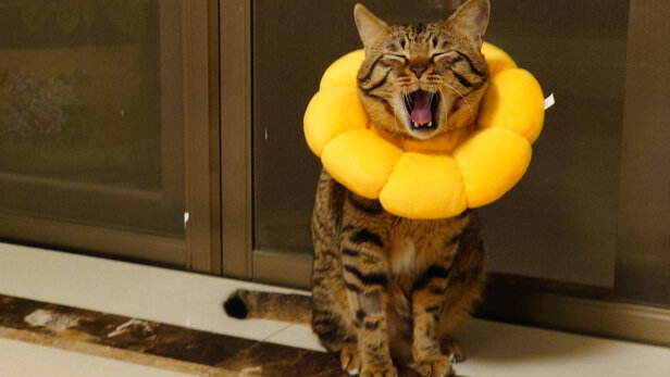猫项圈