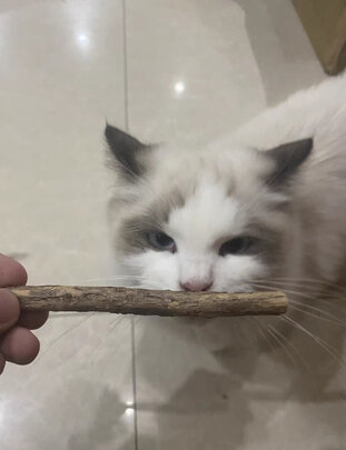 猫玩具