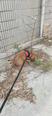 狗狗牵引绳