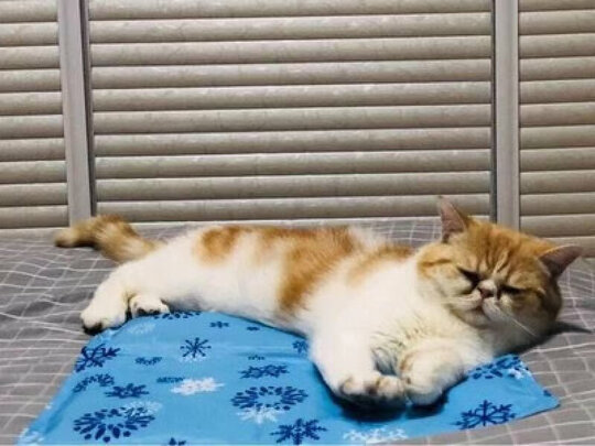 狗窝