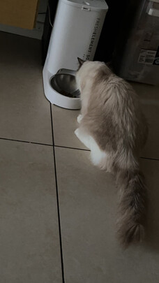 猫碗狗碗