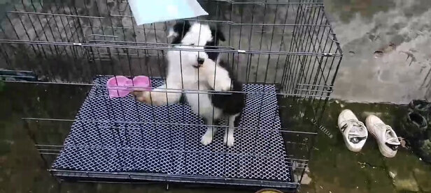  狗笼