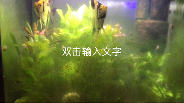 鱼缸刮藻刀