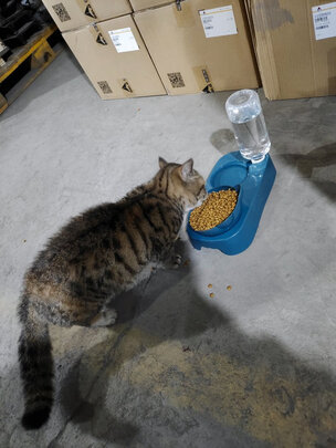 猫碗狗碗