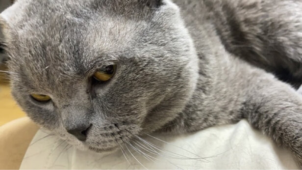 猫粮