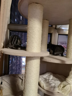猫爬架