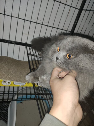 猫笼