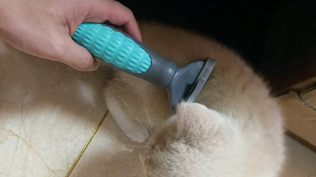 猫狗梳子