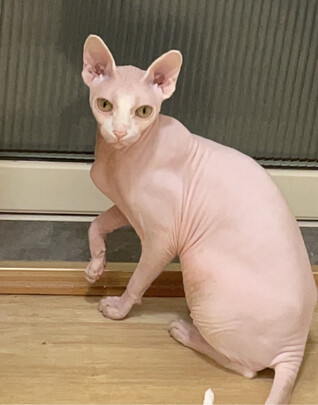 猫粮罐头
