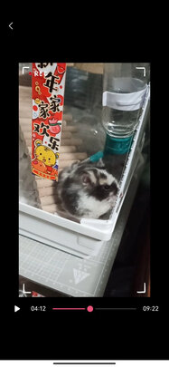 仓鼠水壶