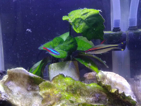 桌面鱼缸