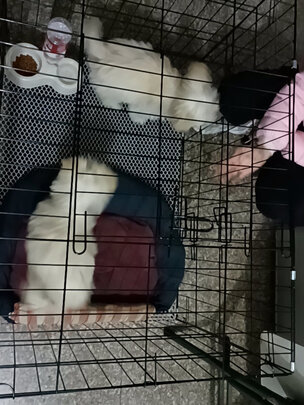  狗笼
