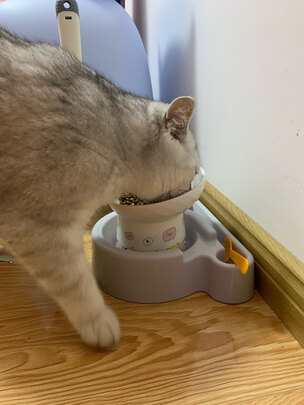猫碗狗碗