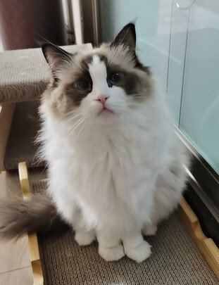 宠物饮水机