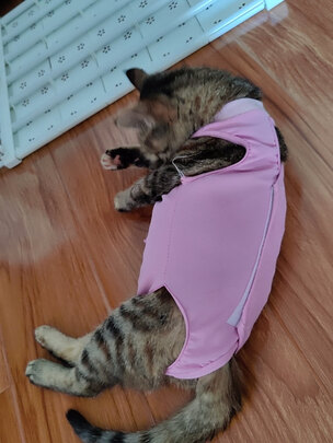 猫咪手术服