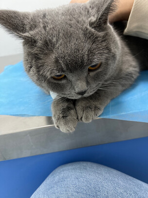 猫罐头