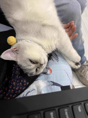 猫零食