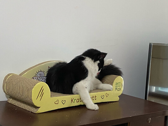 猫抓板