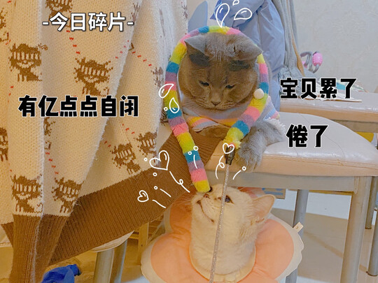 猫爬架