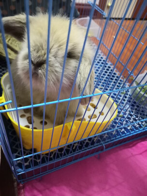 兔笼子