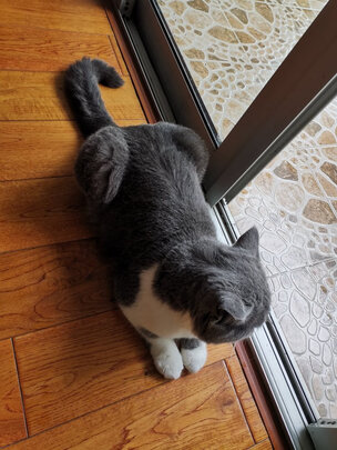 膨润土猫砂
