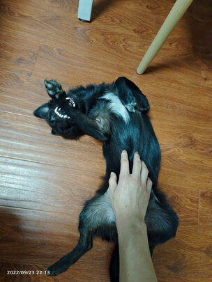  狗笼