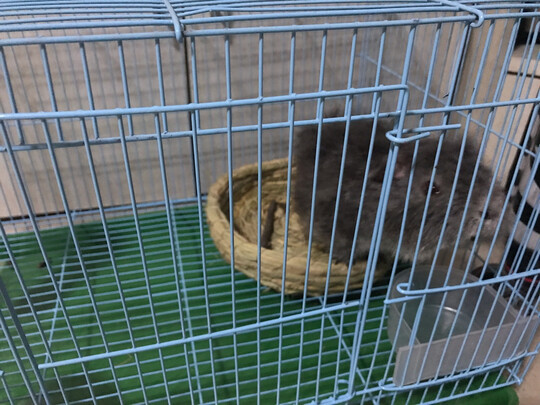 兔笼子