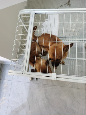  狗笼