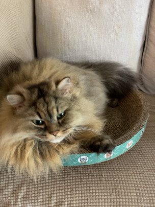 猫抓板