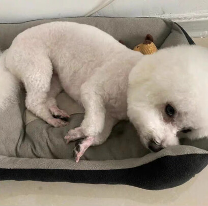  狗狗剃毛器