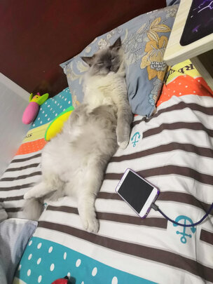 宠物湿巾