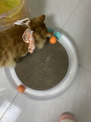猫窝