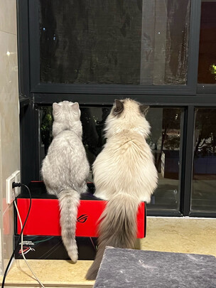 猫粮