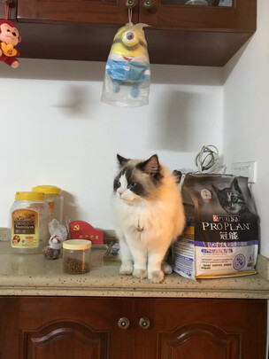 猫罐头