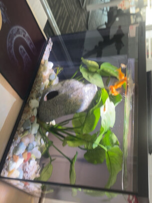 智能鱼缸