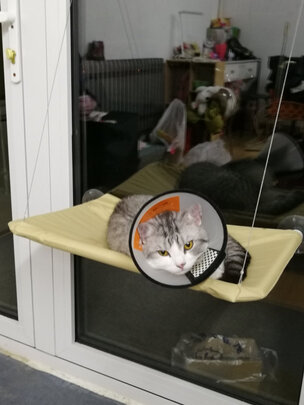 猫窝