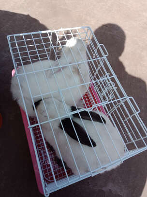 兔笼子
