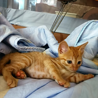 猫粮罐头