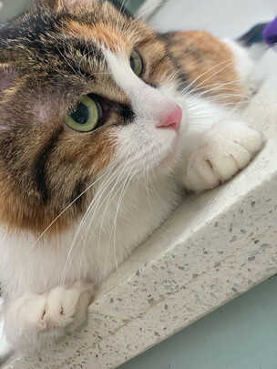 猫条猫零食