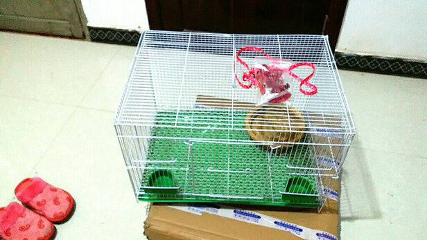 兔笼子