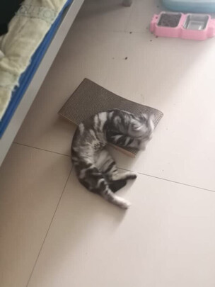 猫抓板
