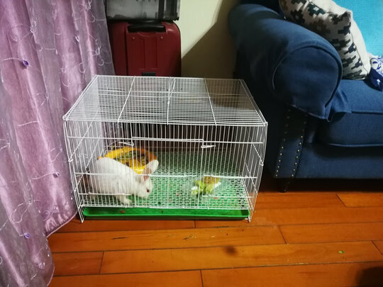 兔笼子