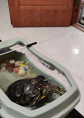 乌龟缸