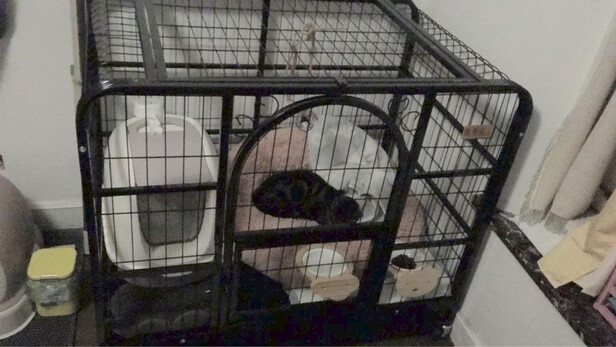 狗笼