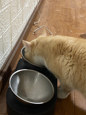 猫粮