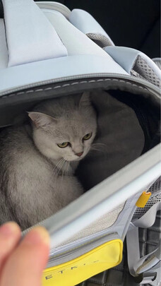 猫包
